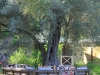 turkey13_5396
