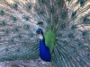 turkey13_5485