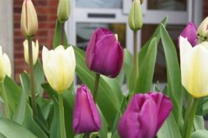 Tulips at Yogawest