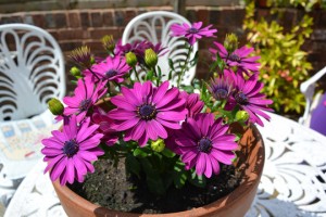 yogawest_2015_flowersontable_529_LR